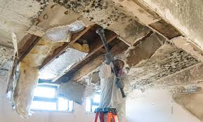 Best Black Mold Removal  in Wanamassa, NJ